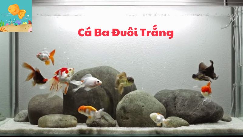 Cá Ba Đuôi Trắng