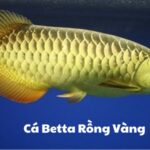 Cá Betta Rồng Vàng