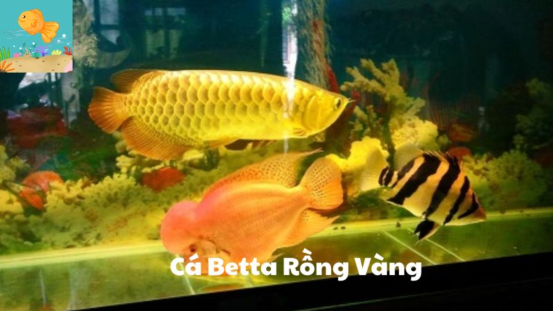 Cá Betta Rồng Vàng