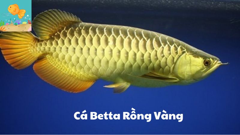 Cá Betta Rồng Vàng: Đặc Điểm Vẻ Đẹp Kiêu Sa