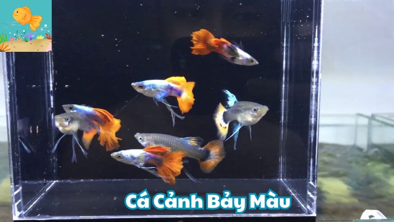 Cá Cảnh Bảy Màu