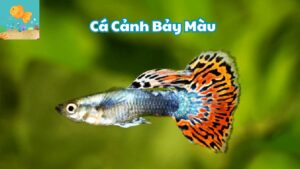 Dòng Cá Cảnh Bảy Màu Ấn Tượng Tại Việt Nam