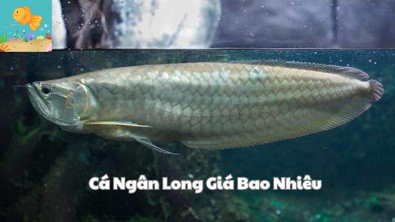 Cá Ngân Long Giá Bao Nhiêu