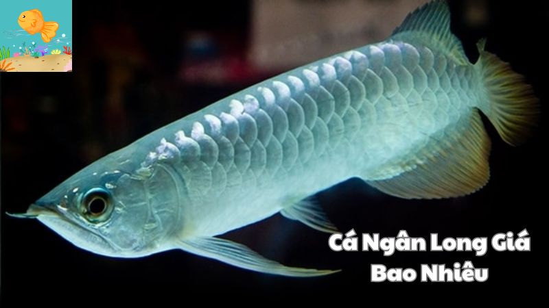 Cá Ngân Long Giá Bao Nhiêu? Đặc Điểm, Ý Nghĩa