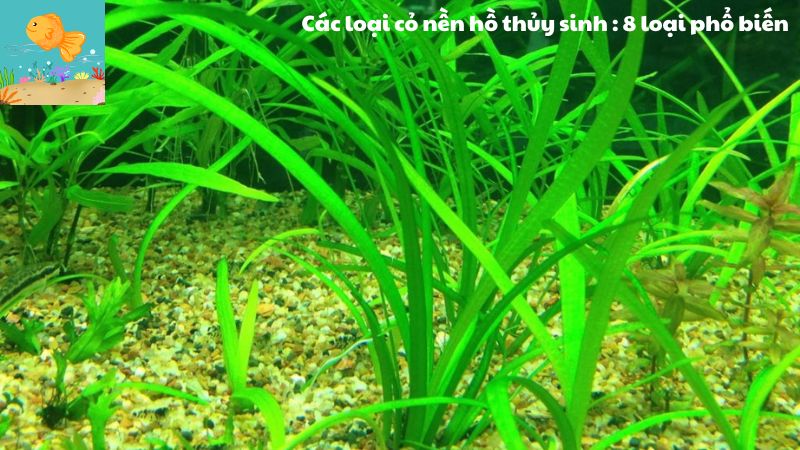 Các loại cỏ nền hồ thủy sinh