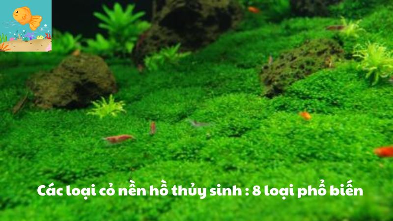 Các loại cỏ nền hồ thủy sinh : 8 loại phổ biến