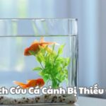 Cách Cứu Cá Cảnh Bị Thiếu Oxy