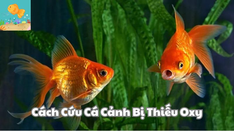 Cách Cứu Cá Cảnh Bị Thiếu Oxy