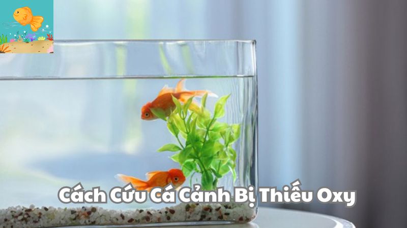 Cách Cứu Cá Cảnh Bị Thiếu Oxy Trong Bể Cá