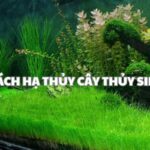 Cách Hạ Thủy Cây Thủy Sinh