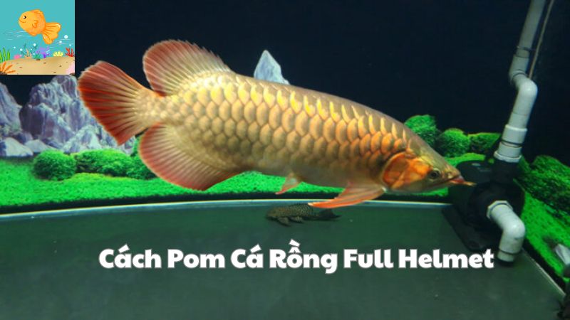 Cách Pom Cá Rồng Full Helmet