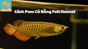 Cách Pom Cá Rồng Full Helmet Lên Màu Đẹp Chuẩn Nhất