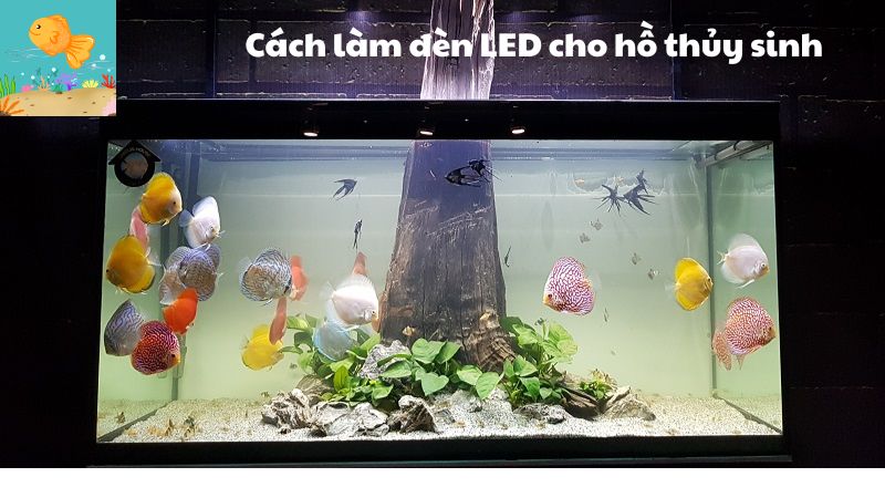 Cách làm đèn LED cho hồ thủy sinh