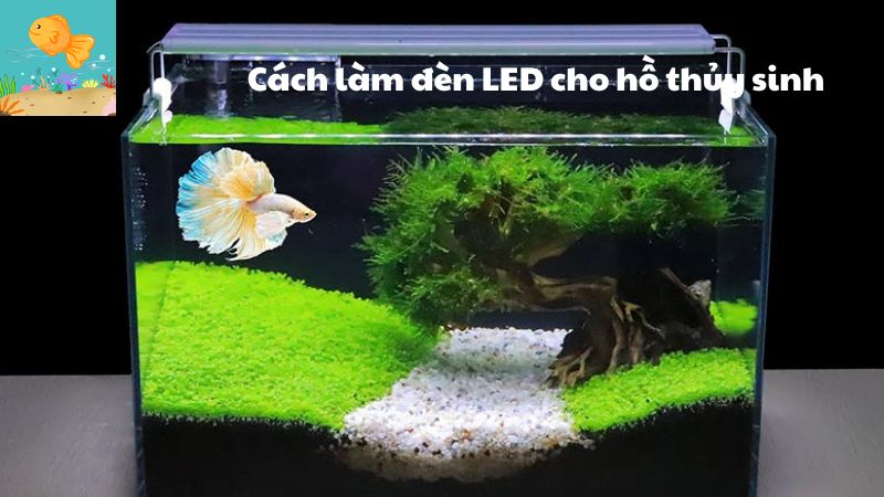 Cách làm đèn LED cho hồ thủy sinh tự chế dễ dàng