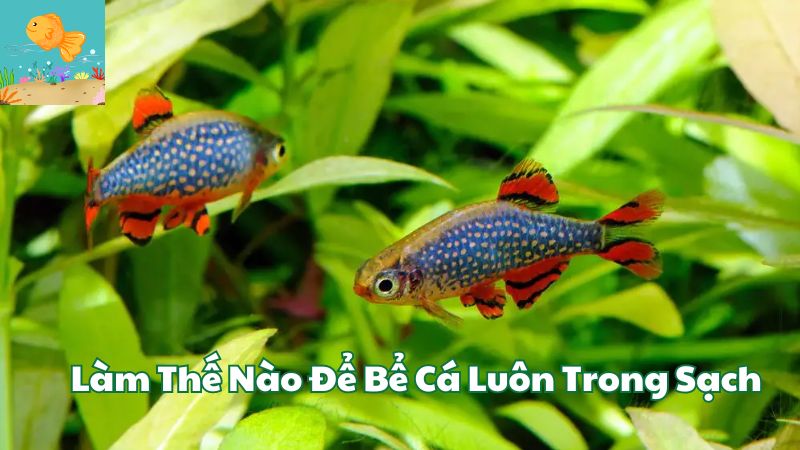 Làm Thế Nào Để Bể Cá Luôn Trong Sạch