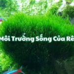 Môi Trường Sống Của Rêu