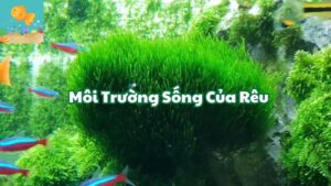 Rêu là gì? Môi trường sống của rêu