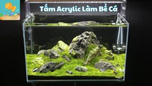 Tấm Acrylic Làm Bể Cá Giá Bao Nhiêu