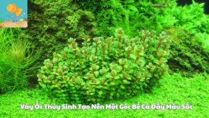 Vảy Ốc Thủy Sinh Tạo Nên Một Góc Bể Cá Đầy Màu Sắc