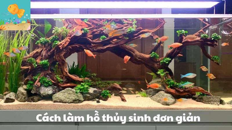 cách làm hồ thủy sinh đơn giản