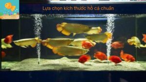 Lựa chọn kích thước hồ cá chuẩn