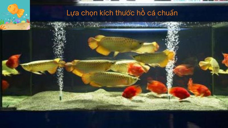 Lựa chọn kích thước hồ cá chuẩn