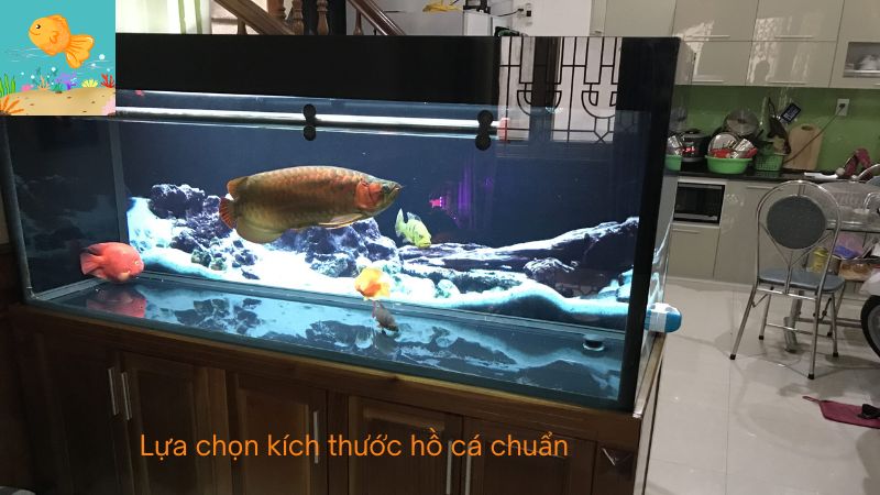 kích thước hồ cá