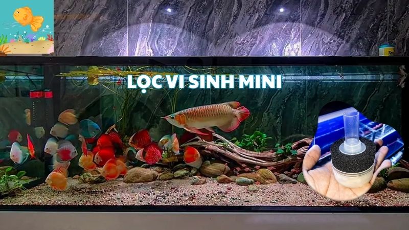 lọc vi sinh mini