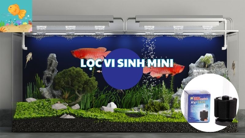 Khái Quát Về Lọc Vi Sinh Mini, Tác Dụng