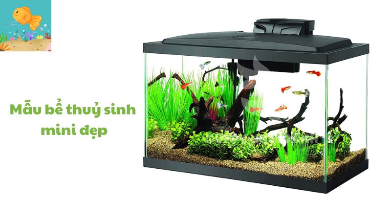 mẫu bể thuỷ sinh mini đẹp