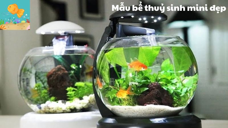 5 mẫu bể thuỷ sinh mini đẹp giúp bạn cảm thấy thư giãn