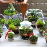 Lọ Thủy Tinh Trồng Cây Thủy Sinh