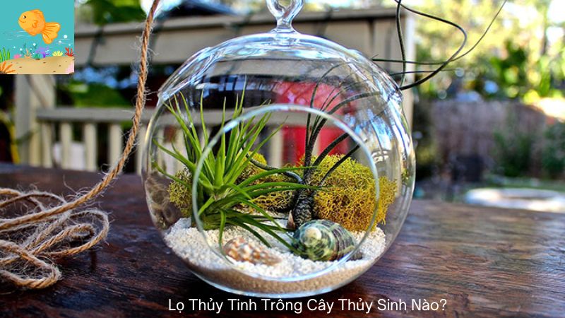 Lọ Thủy Tinh Trồng Cây Thủy Sinh