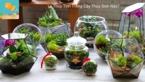 Lọ Thủy Tinh Trồng Cây Thủy Sinh Nào?