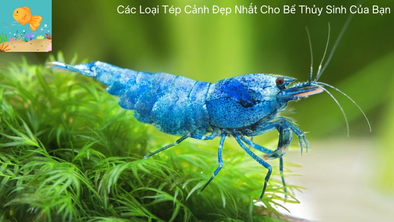 các loại tép cảnh