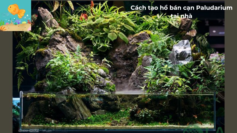 Cách tạo hồ bán cạn Paludarium tại nhà